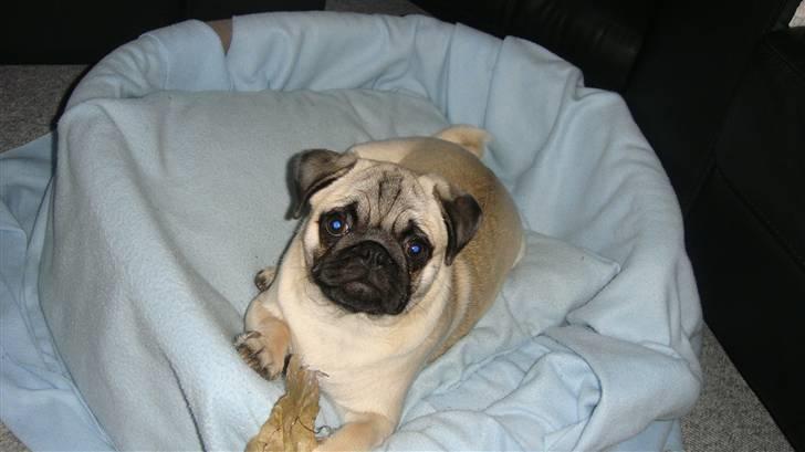 Mops Daisy billede 12