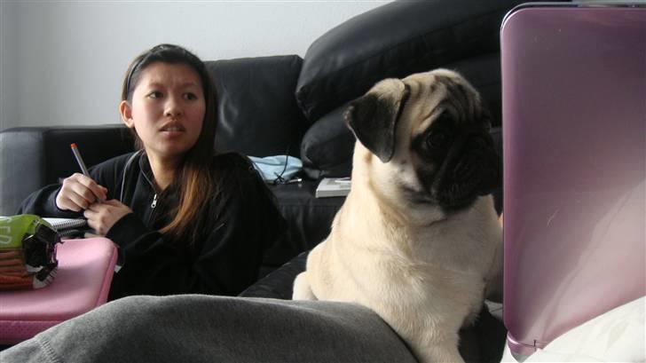 Mops Daisy - Sikke en smuk han mops der er på skærmen. Mor ser ikke så begejstret ud :/ billede 13