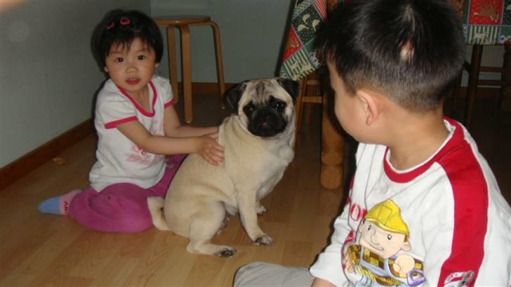 Mops Daisy - Dejligt med lidt massage! billede 14