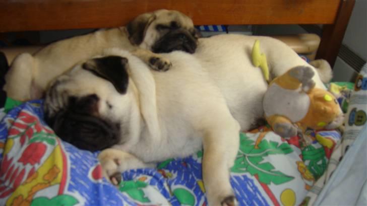 Mops Daisy - aghh... sover lige med lillebror :) *Snork* billede 15