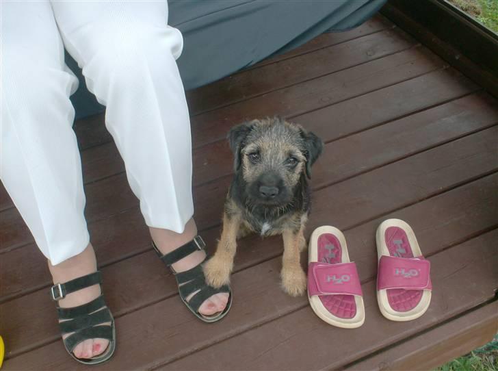 Border terrier **Molander Erik (Emil)** - Emil d. 17 juli 2010 passer på mormor Sonja billede 8