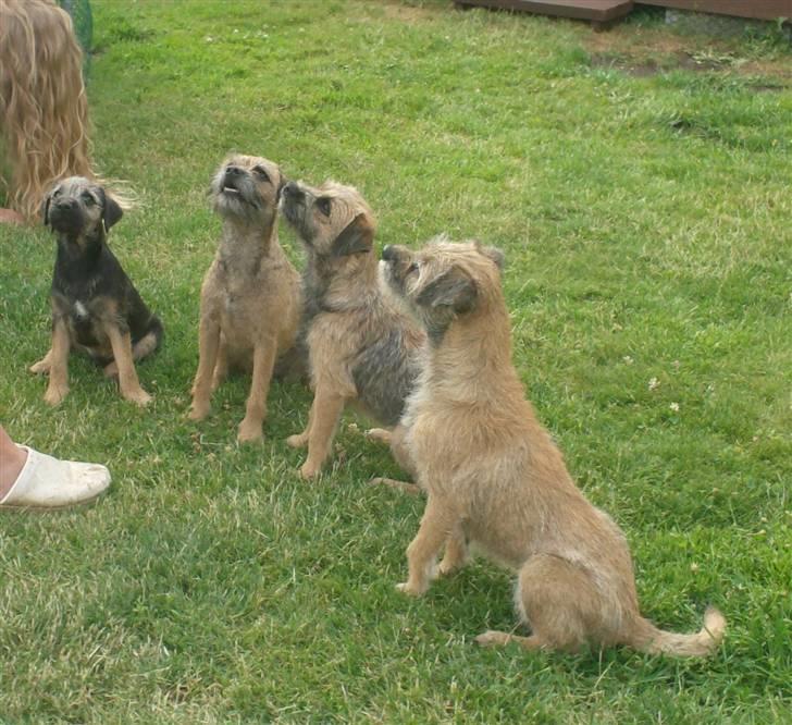 Border terrier **Molander Erik (Emil)** - Emil, Cirkeline (hans mor), Didde og Frida (han mormor) billede 9