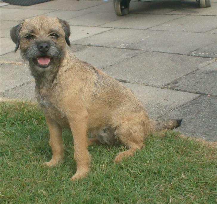 Border terrier **Molander Erik (Emil)** - Cirkeline (Emils mor) billede 10