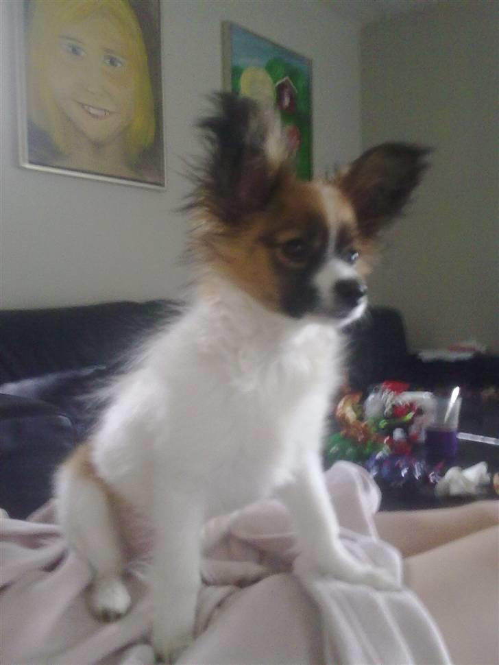 Papillon <3 FELIX <3 billede 16