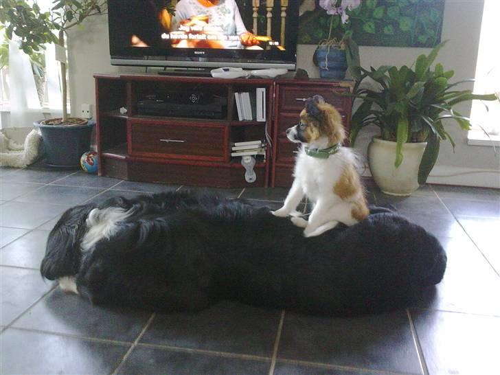 Papillon <3 FELIX <3 billede 17