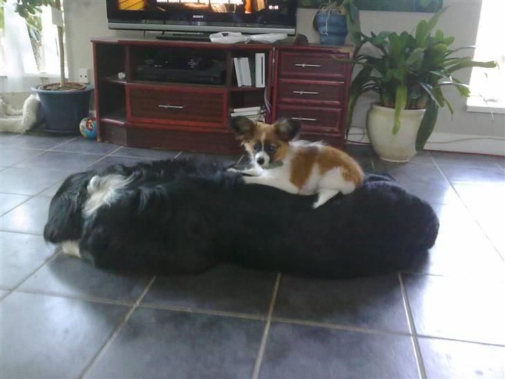 Papillon <3 FELIX <3 billede 18