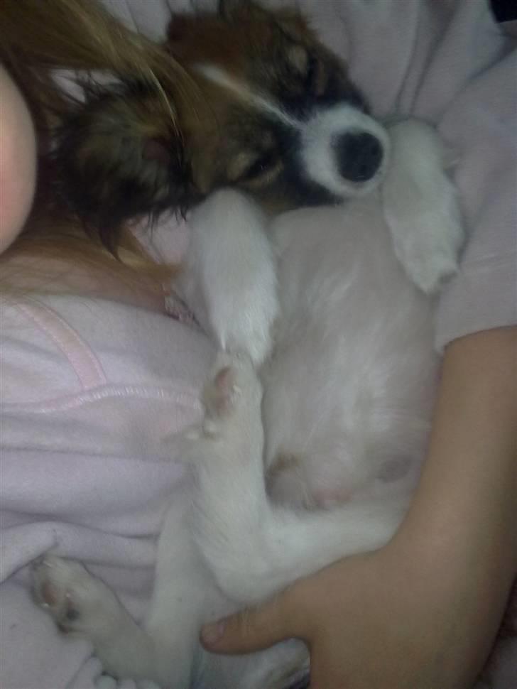 Papillon <3 FELIX <3 billede 19