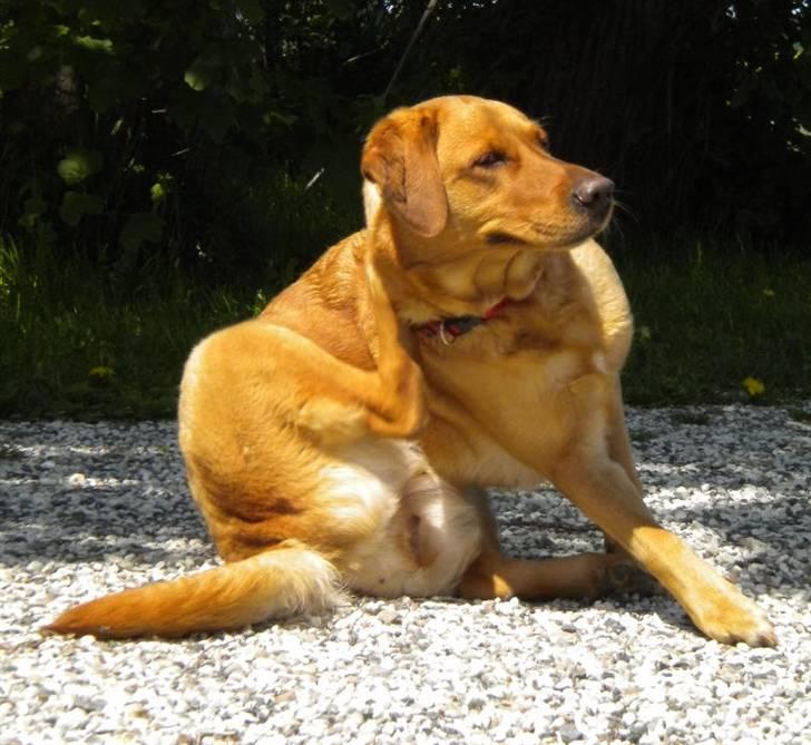 Labrador retriever Lady - aaargh det klør  billede 12