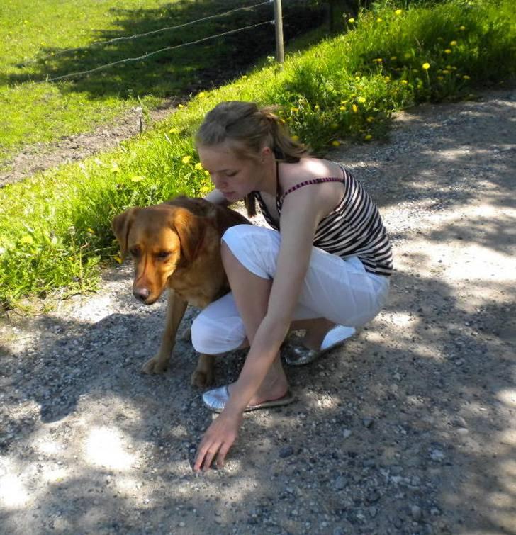 Labrador retriever Lady - tøsen og mig <3 billede 13