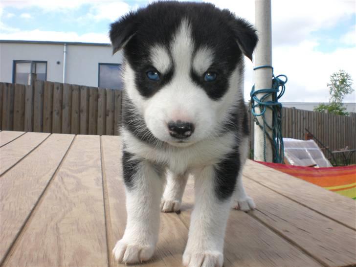 Siberian husky Lucca - Lucca før vi købte hende billede 1