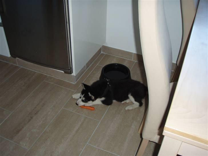 Siberian husky Lucca billede 2