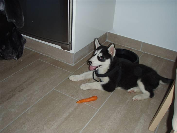 Siberian husky Lucca billede 3