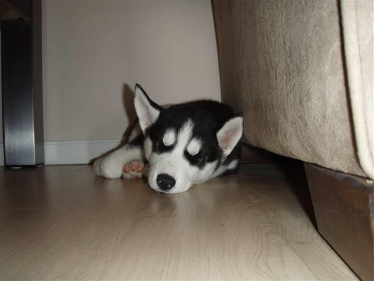 Siberian husky Lucca - Lucca når hun vil have fred for Chico!! billede 4