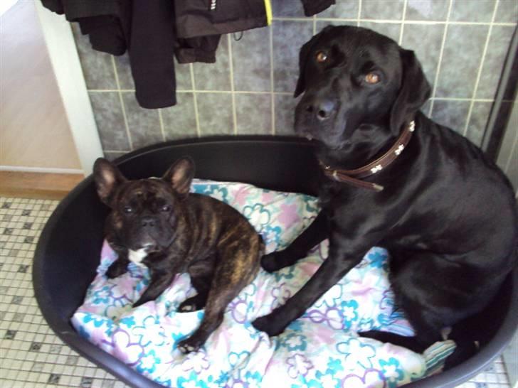 Blanding af racer coco - ´jeg sidder med min bedste ven q: billede 5