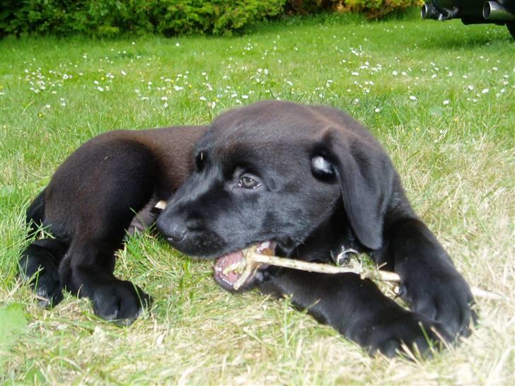 Blanding af racer Ecko broweiler R.I.P - Mmmm dejlig pind billede 4