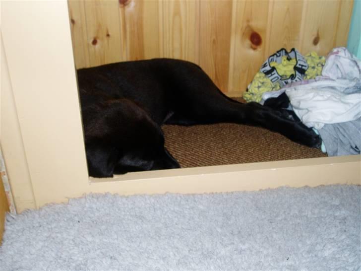 Blanding af racer Ecko broweiler R.I.P - Her er fred og ro i bunden af skabet med al vasketøjet billede 5