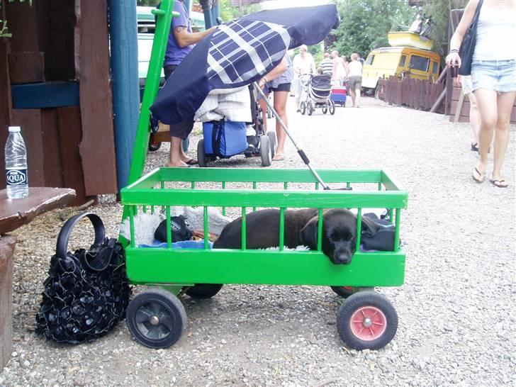 Blanding af racer Ecko broweiler R.I.P - Ecko på tur til sommerland Sjælland billede 6