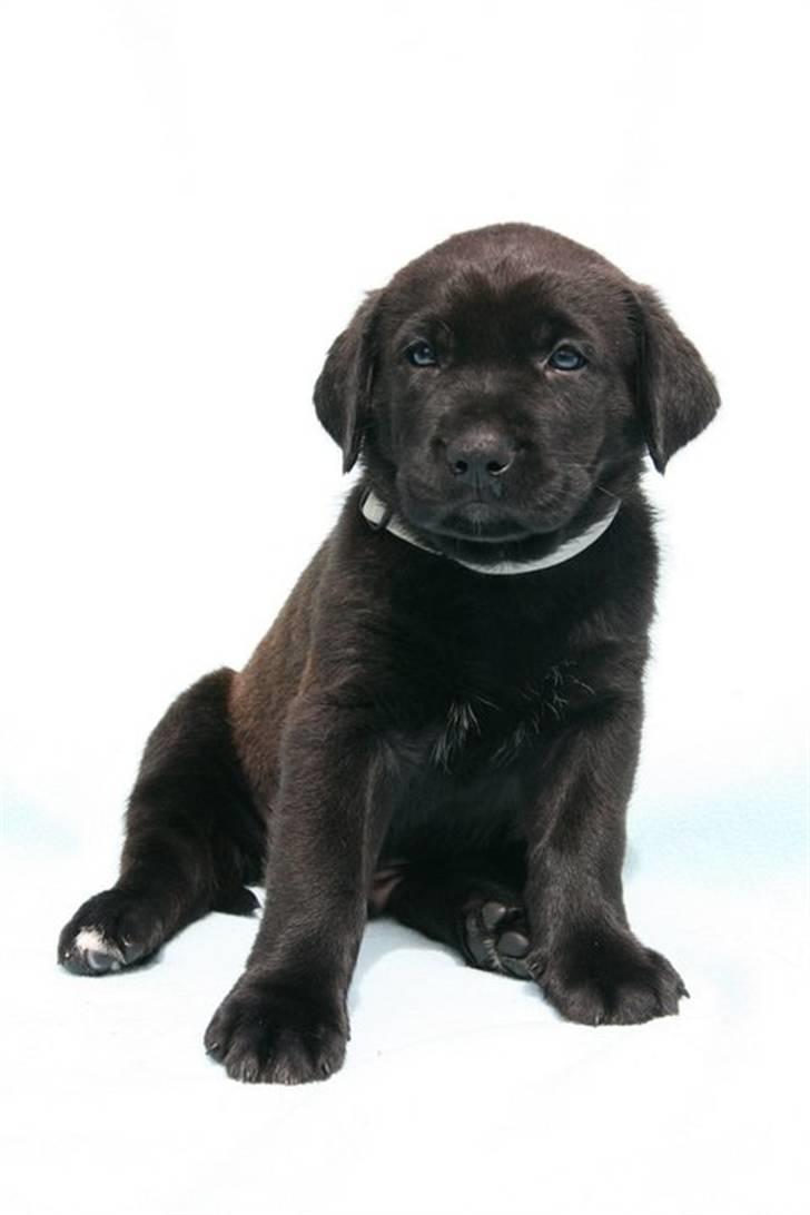 Blanding af racer Ecko broweiler R.I.P - Ecko 4 uger billede 7