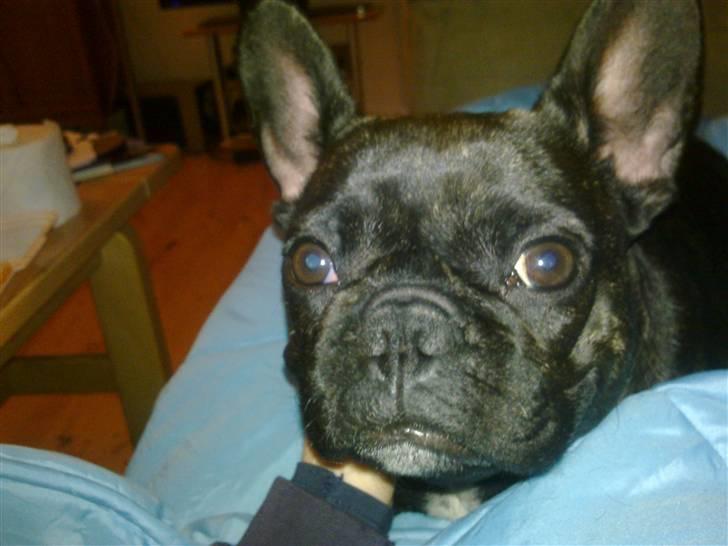 Fransk bulldog Ida - Jeg hedder Ida.! billede 2