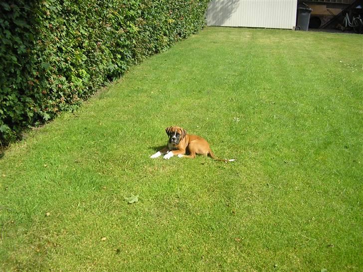 Boxer Victor - Victor i haven 9 uger gammel billede 7