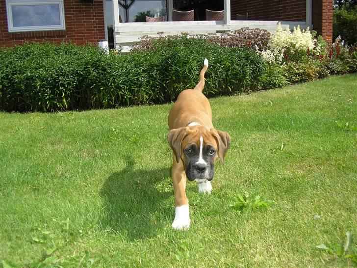 Boxer Victor - Victor 9 uger billede 8