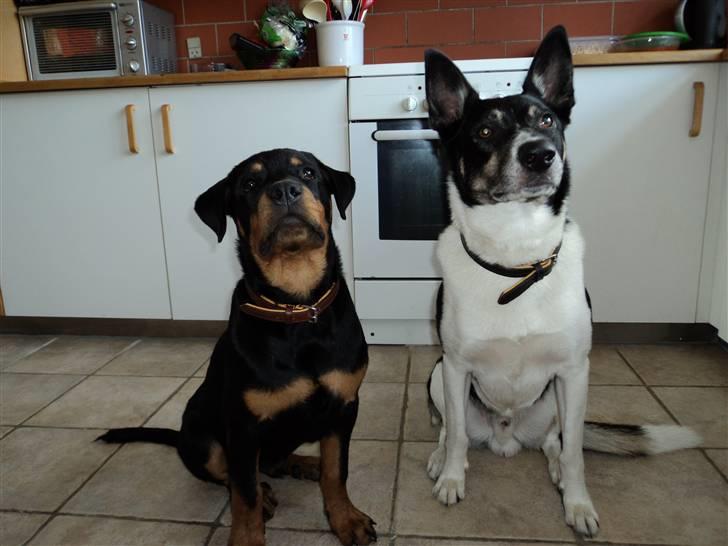 Rottweiler Cæsar - ca 5måneder billede 13