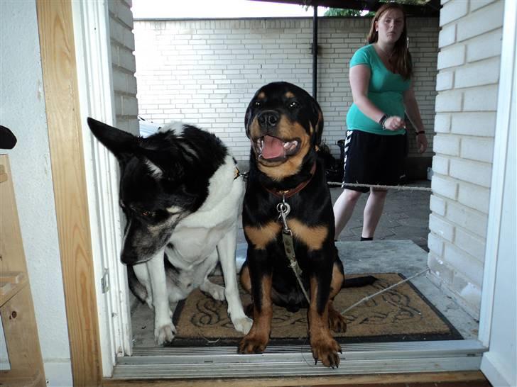 Rottweiler Cæsar - ca 5måneder billede 14