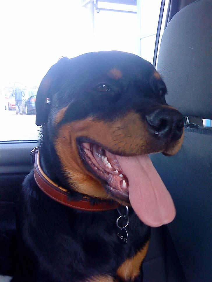 Rottweiler Cæsar - ca 5måneder billede 15