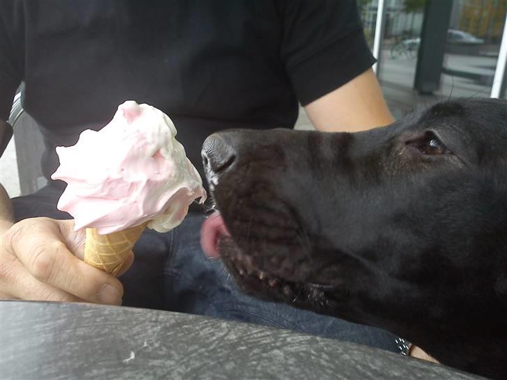 Grand danois Luna (ikke min mere) - Snupper lige isen  billede 11