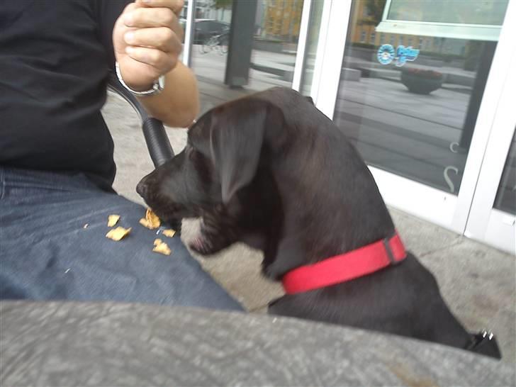 Grand danois Luna (ikke min mere) - "men far jeg vil ikke ha den gode vaffel på jorden" billede 12