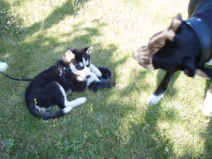 Siberian husky Lucca billede 5