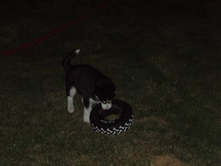 Siberian husky Lucca billede 6