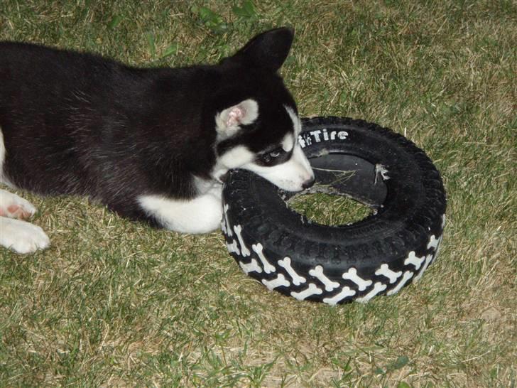 Siberian husky Lucca billede 7