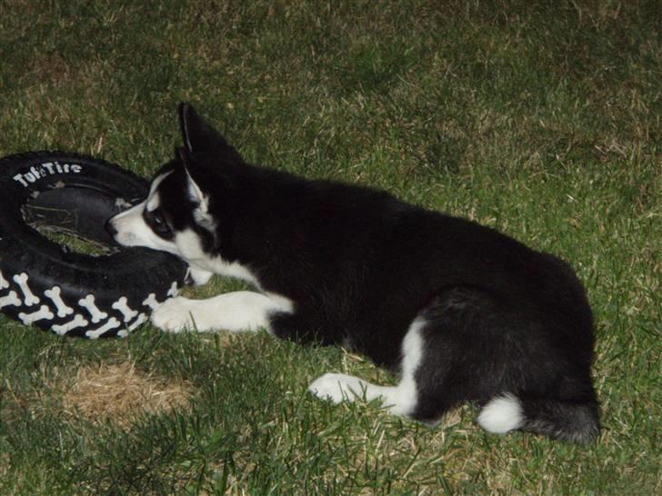 Siberian husky Lucca billede 8