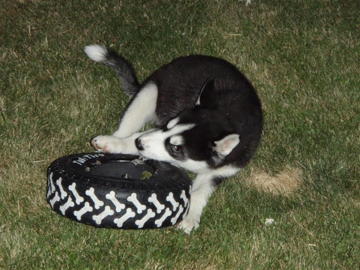 Siberian husky Lucca billede 9