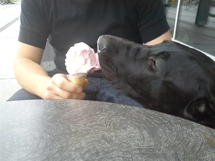 Grand danois Luna (ikke min mere) billede 13