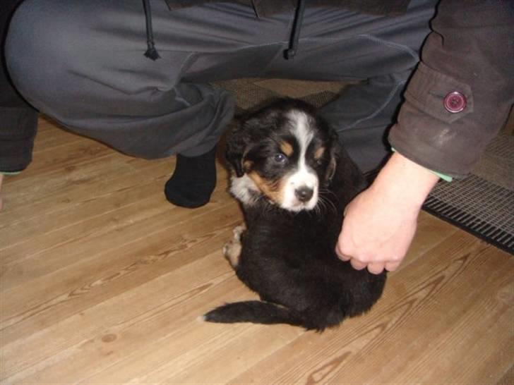 Berner sennenhund Walter - Her var vi for første gang nede og se ham billede 2