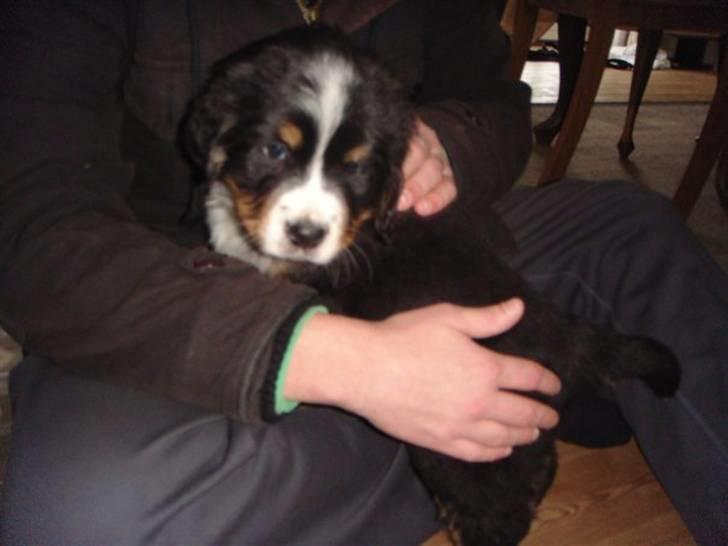 Berner sennenhund Walter - også første gang vi så ham billede 3