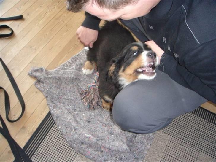 Berner sennenhund Walter billede 5