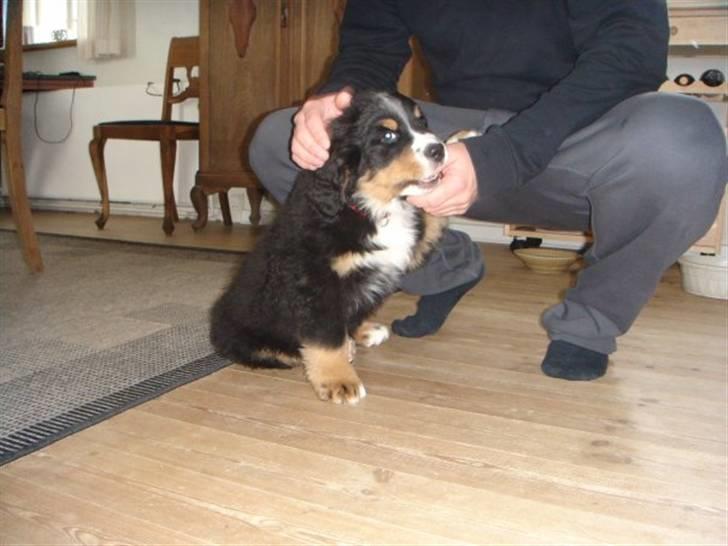 Berner sennenhund Walter billede 6