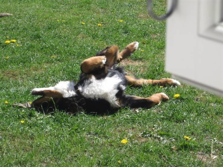 Berner sennenhund Walter - Sådan her ligger han også tit og sover.. det er mega sødt! billede 8