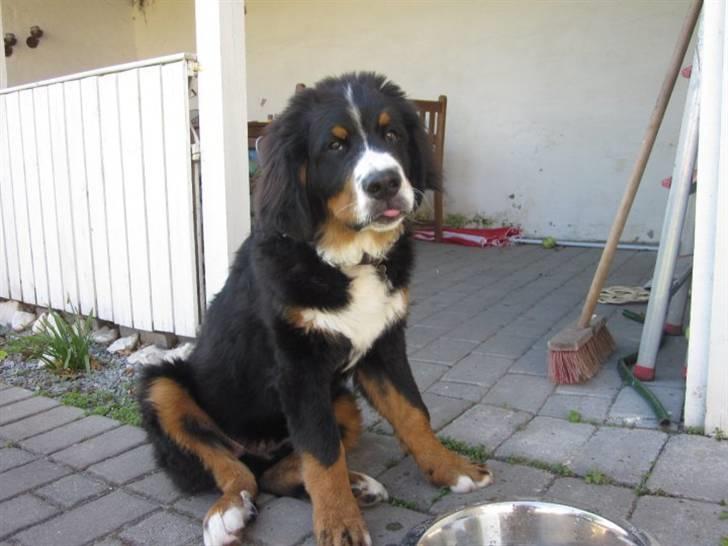 Berner sennenhund Walter billede 9
