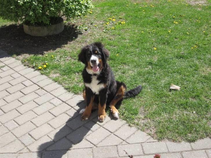 Berner sennenhund Walter billede 10