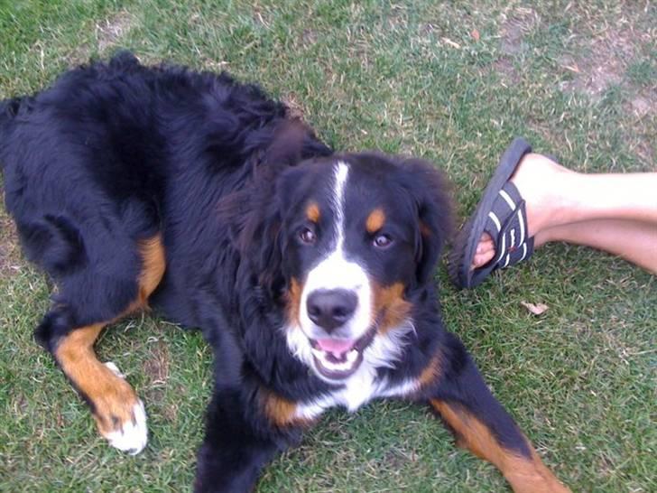 Berner sennenhund Walter billede 11