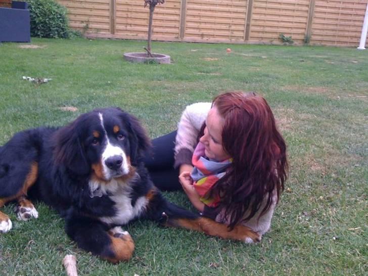 Berner sennenhund Walter billede 12