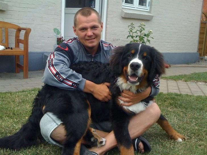 Berner sennenhund Walter billede 13