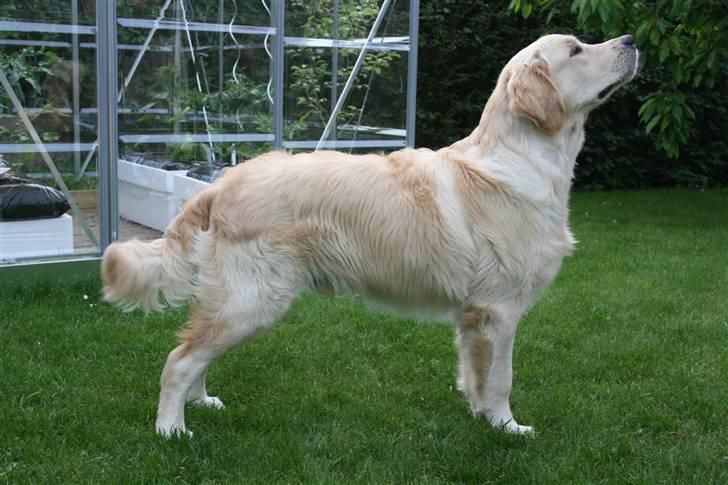 Golden retriever Basse(Mystic man) <3 - Basse 8 månder, har lært at stå fint til når vi skal til udstillinger :)  billede 12