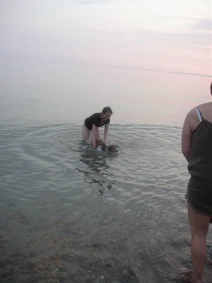 Shetland sheepdog Pixie - Pixie og jeg træner ´baby svømning´ ;) Langeland, 2010, 6 måneder. billede 13