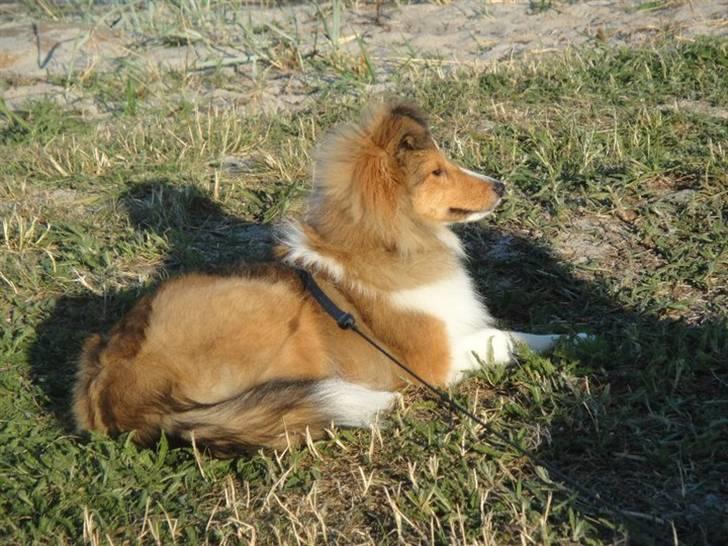 Shetland sheepdog Pixie - Pixie, 6 måneder. Langeland 2010 billede 14