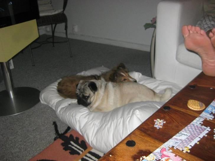 Shetland sheepdog Pixie - Pixie sammen med hendes bedste ven, Mopsen Flæske. Langeland 2010, 6 måneder. billede 15